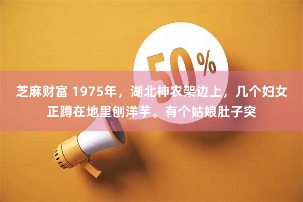 芝麻财富 1975年，湖北神农架边上，几个妇女正蹲在地里刨洋芋。有个姑娘肚子突